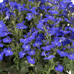 Lobelia Dark Blue